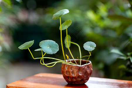 钱币和植物铜钱草背景