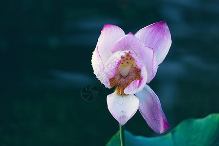 荷花古风花蕊单枝花高清图片