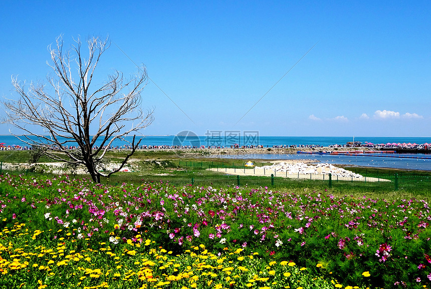 大西北青海湖风光图片