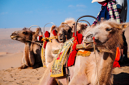 骆驼双峰沙漠高清图片