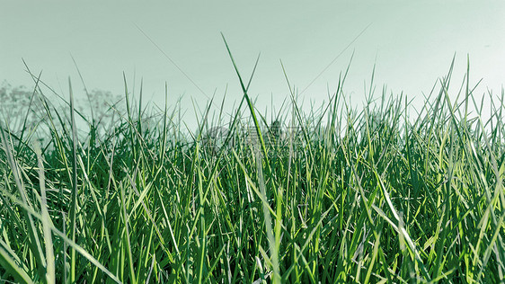绿色小草背景图片