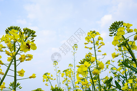 油菜花图片