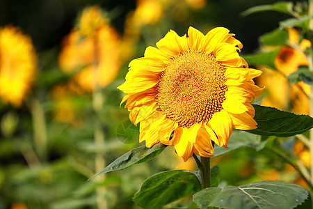 向日葵sunflower朝阳花高清图片