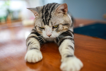 猫猫咪狸花猫高清图片