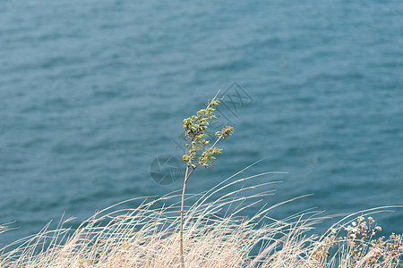 海边小景清新小景背景