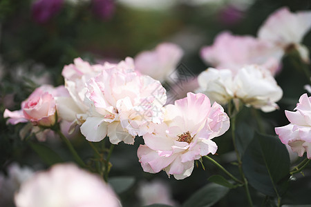 粉色月季花图片