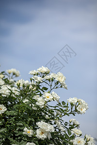 一朵白色月季花月季花背景