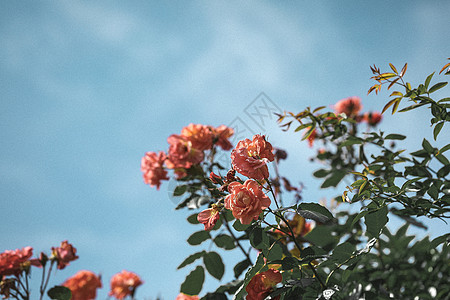 手绘月季花卉月季花背景