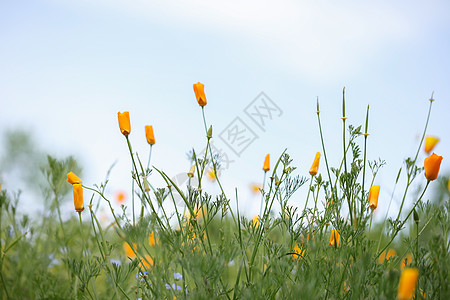 花菱草春季蓝色花卉高清图片