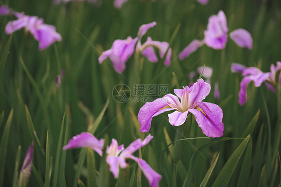 紫色鸢尾花图片