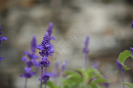 鼠尾草花鼠尾草背景