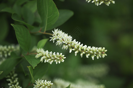 春天的菜珍珠菜背景