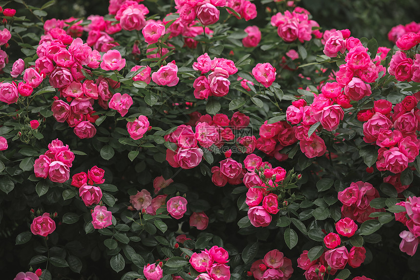 照片 自然风景 月季花.