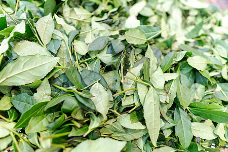 绿色家居乌龙茶新鲜采摘茶叶背景