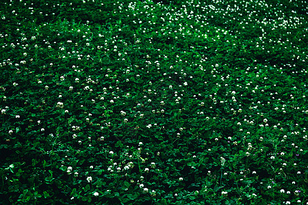 绿色小花朵平铺背景图片