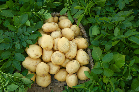 种植土豆现挖土豆背景