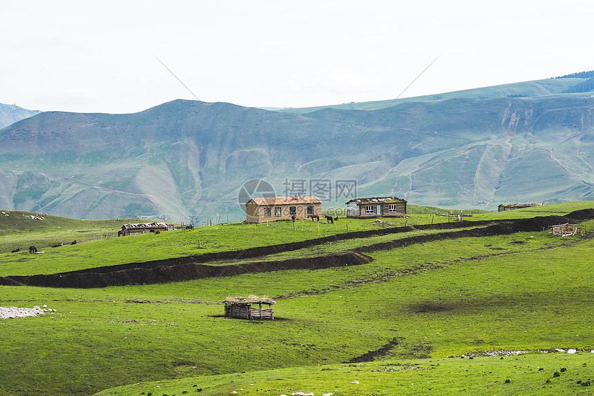新疆天山牧区牧业牲畜生产图片