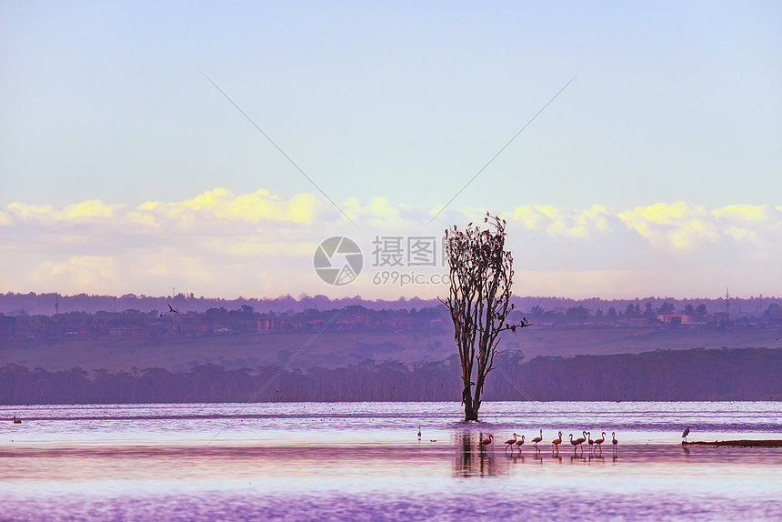 纳库鲁湖景观图片