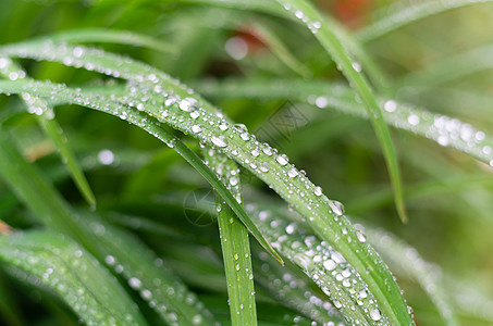 沾满水滴的萱草高清图片