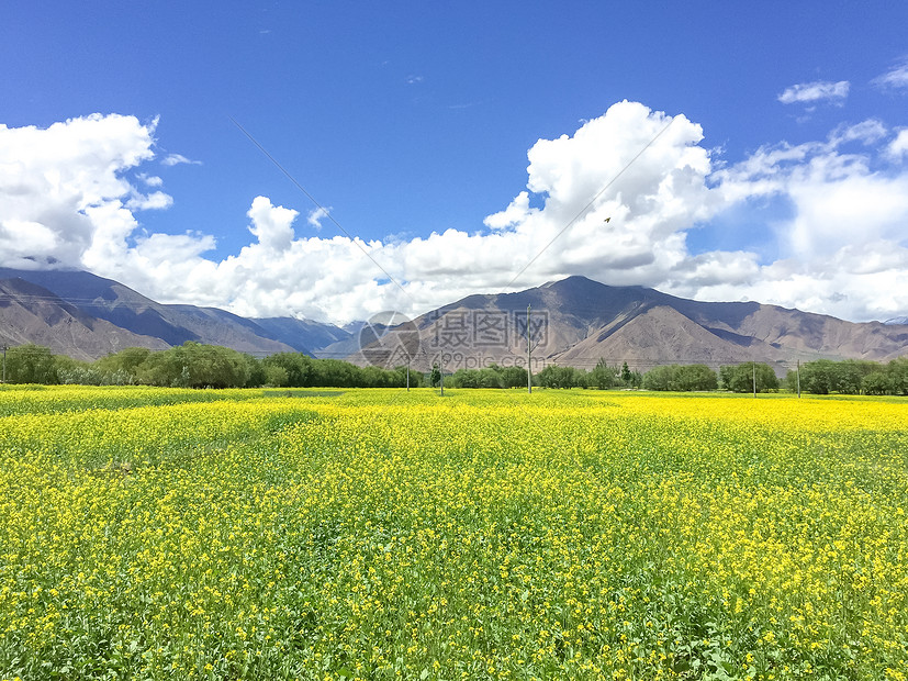 青藏高原油菜花图片