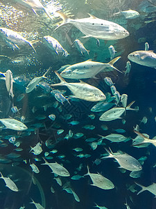 上海长风海洋公园水族馆图片