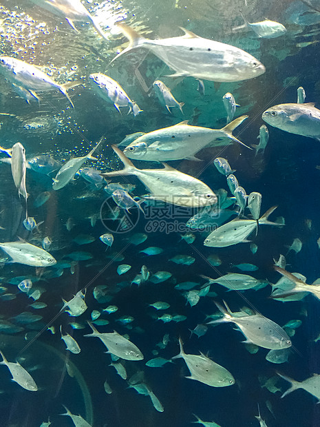 上海长风海洋公园水族馆图片