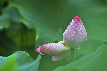 荷花睡莲夏至雨高清图片