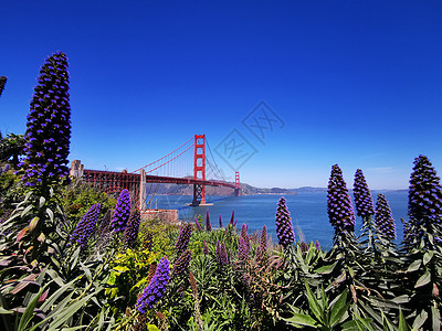 旧金山背景图片