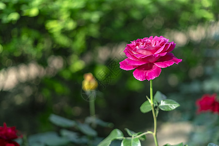 玫瑰花植物高清图片素材