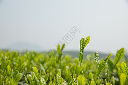 茶叶背景图片