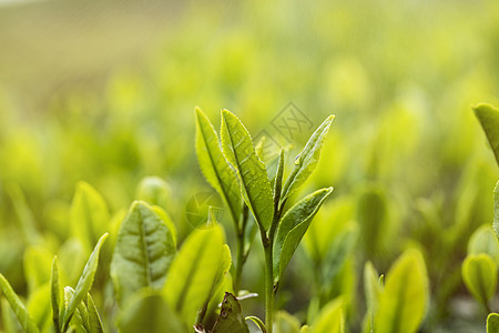 新品春茶茶叶背景