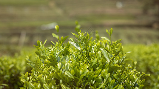 茶叶背景图片