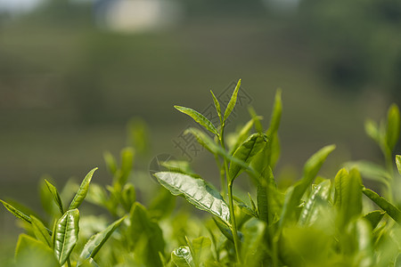 茶叶背景图片