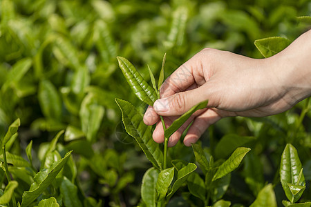 暖茶采茶背景