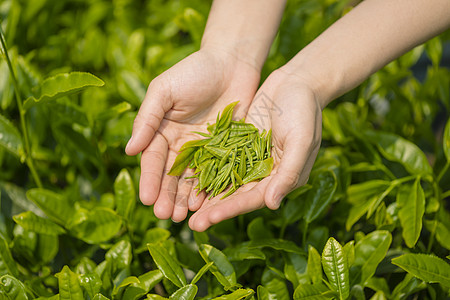 春天手捧茶背景