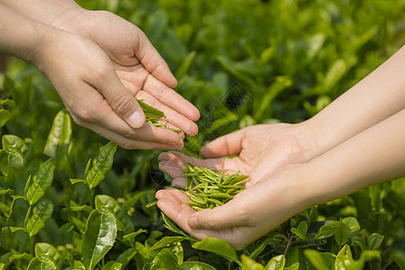 递茶采茶嫩高清图片