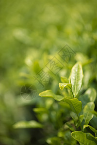 谷雨摘茶茶叶背景