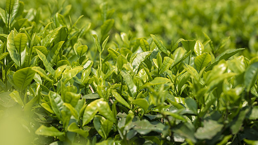 谷雨摘茶茶叶背景