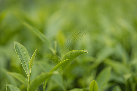 谷雨摘茶茶叶背景