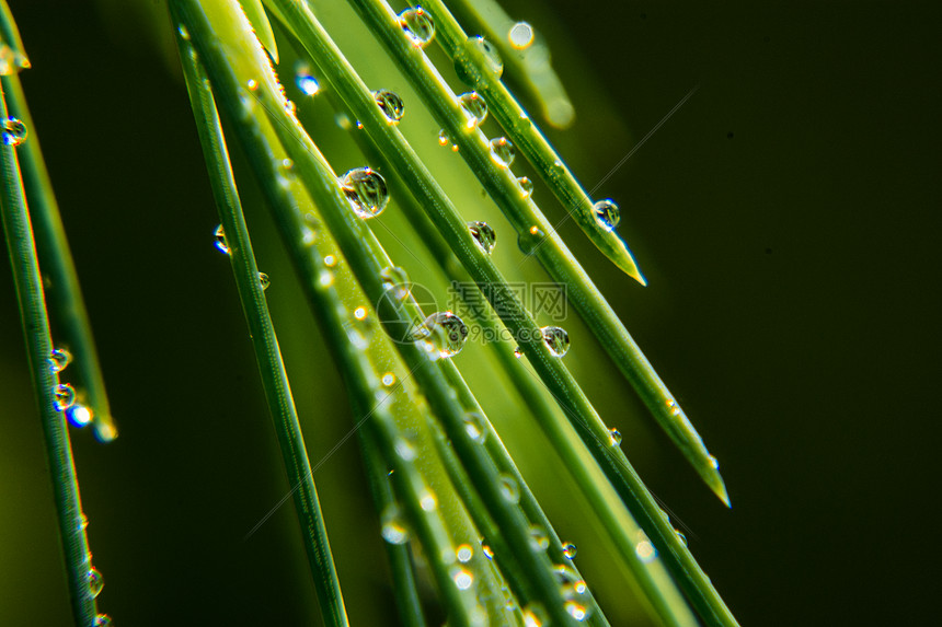 微景观水珠图片