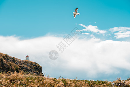 新西兰天空塔新西兰奥塔哥海峡背景