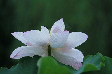 荷花背景图片