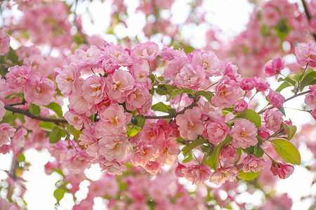 桃花花朵桃花高清图片