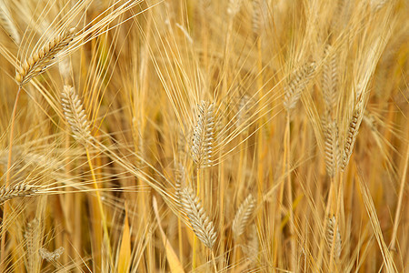  成熟的麦穗背景图片