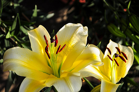 黄色百合花背景图片