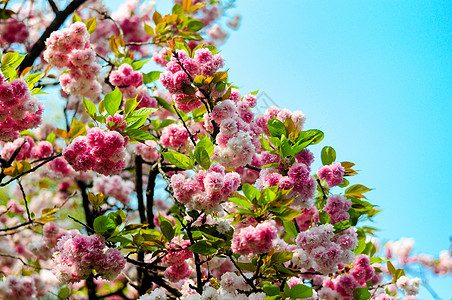 貂蝉背景 貂蝉摄影图片 貂蝉壁纸 摄图网