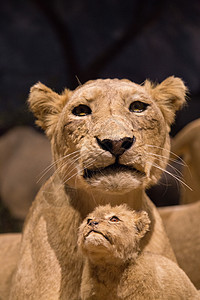 狮子母子图片