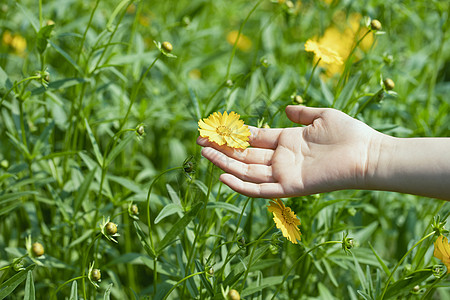 手摘野花背景图片