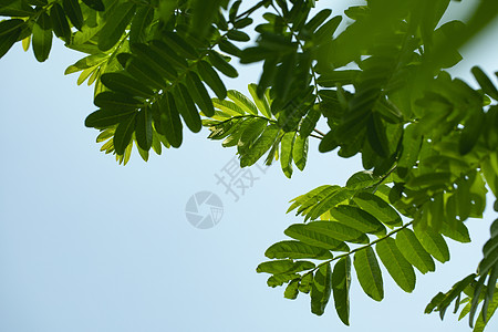 夏天的天空和树叶图片