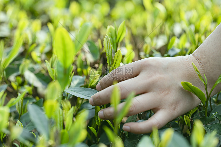 摘茶采茶图片